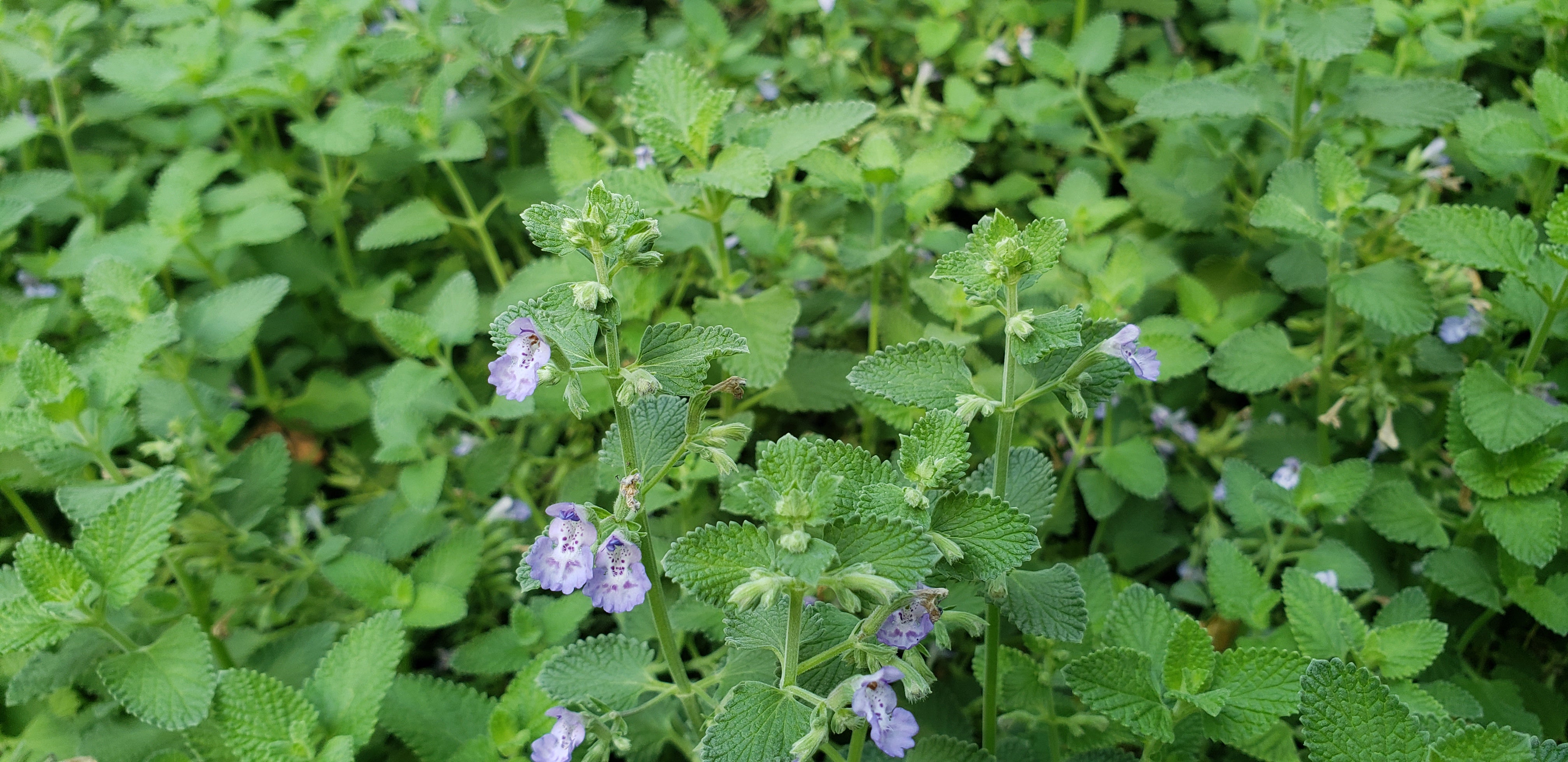 Catmint 'Walker's Low' (Nepeta x faassenii 'Walker's Low')