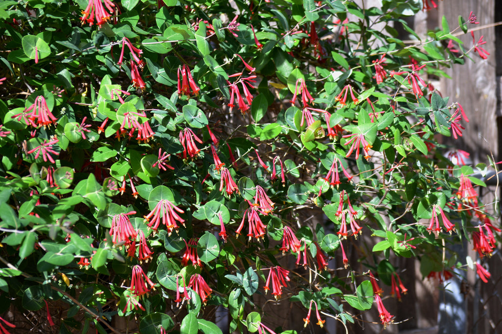 Lonicera sempervirens (Coral Honeysuckle)