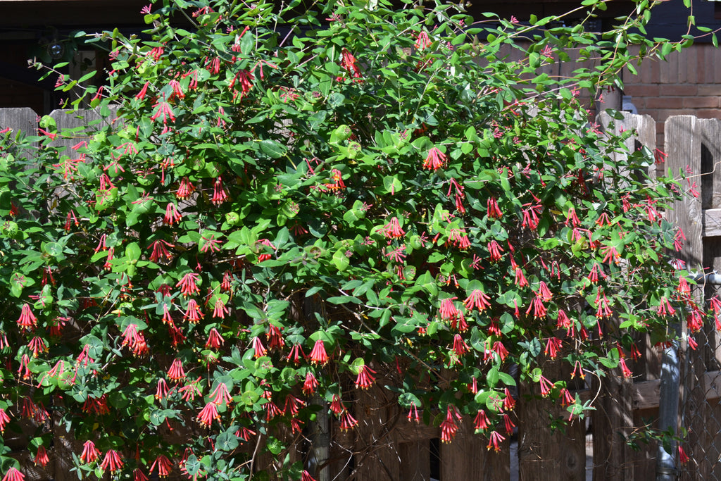 Lonicera sempervirens (Coral Honeysuckle)