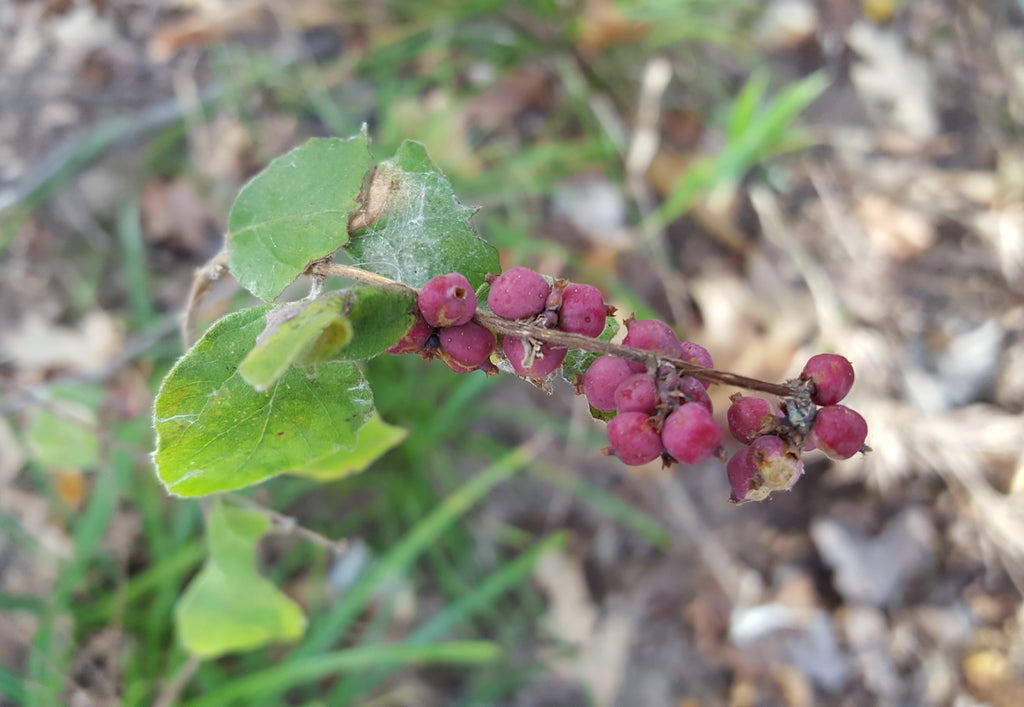 Coralberry (Symphoricarpos orbiculatus)