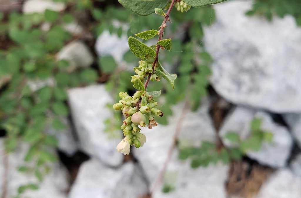 Coralberry (Symphoricarpos orbiculatus)