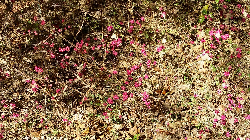 Coralberry (Symphoricarpos orbiculatus)