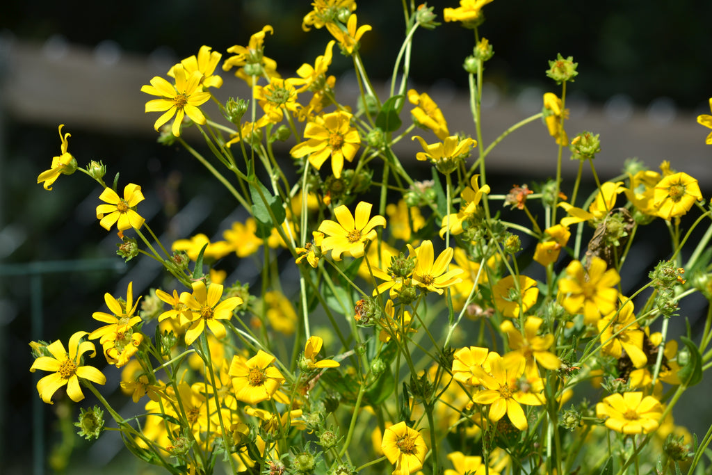 Engelmannia peristenia (Cutleaf Daisy)