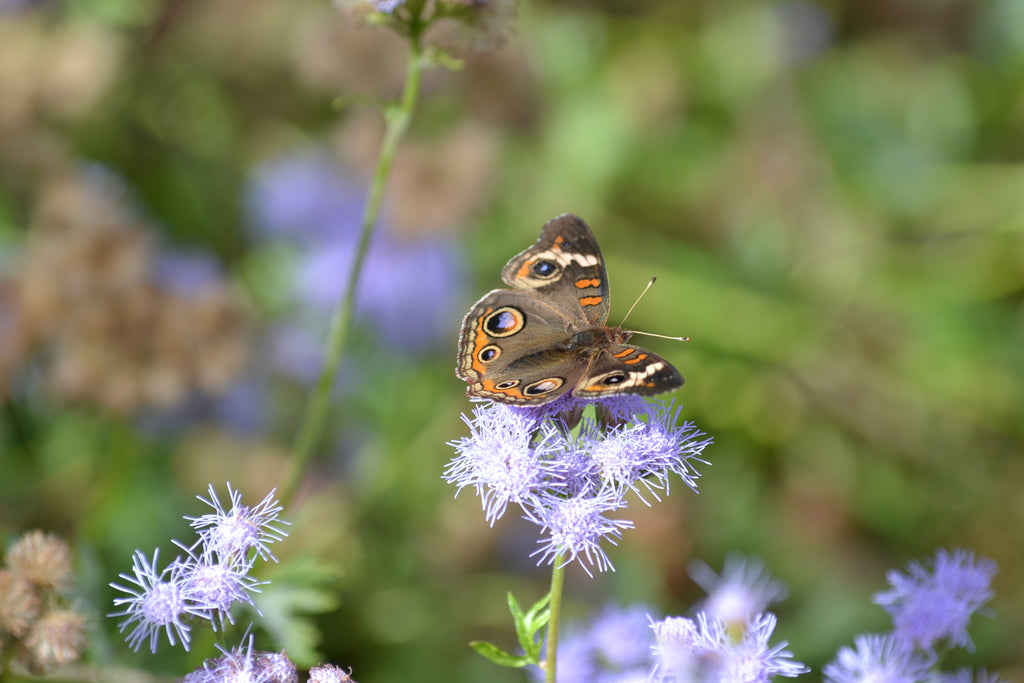 Gregg's Mistflower (Conoclinium greggii)