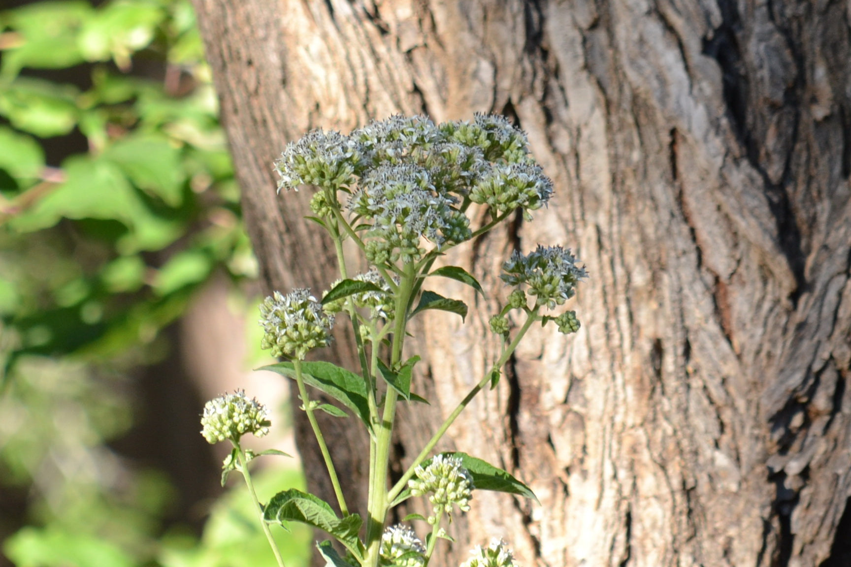 Verbesina virginica (Frostweed)