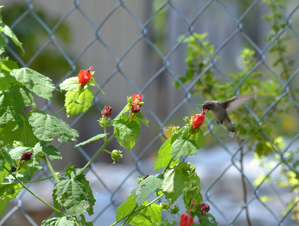 Turk's cap (Malvaviscus arboreus var. drummondii)