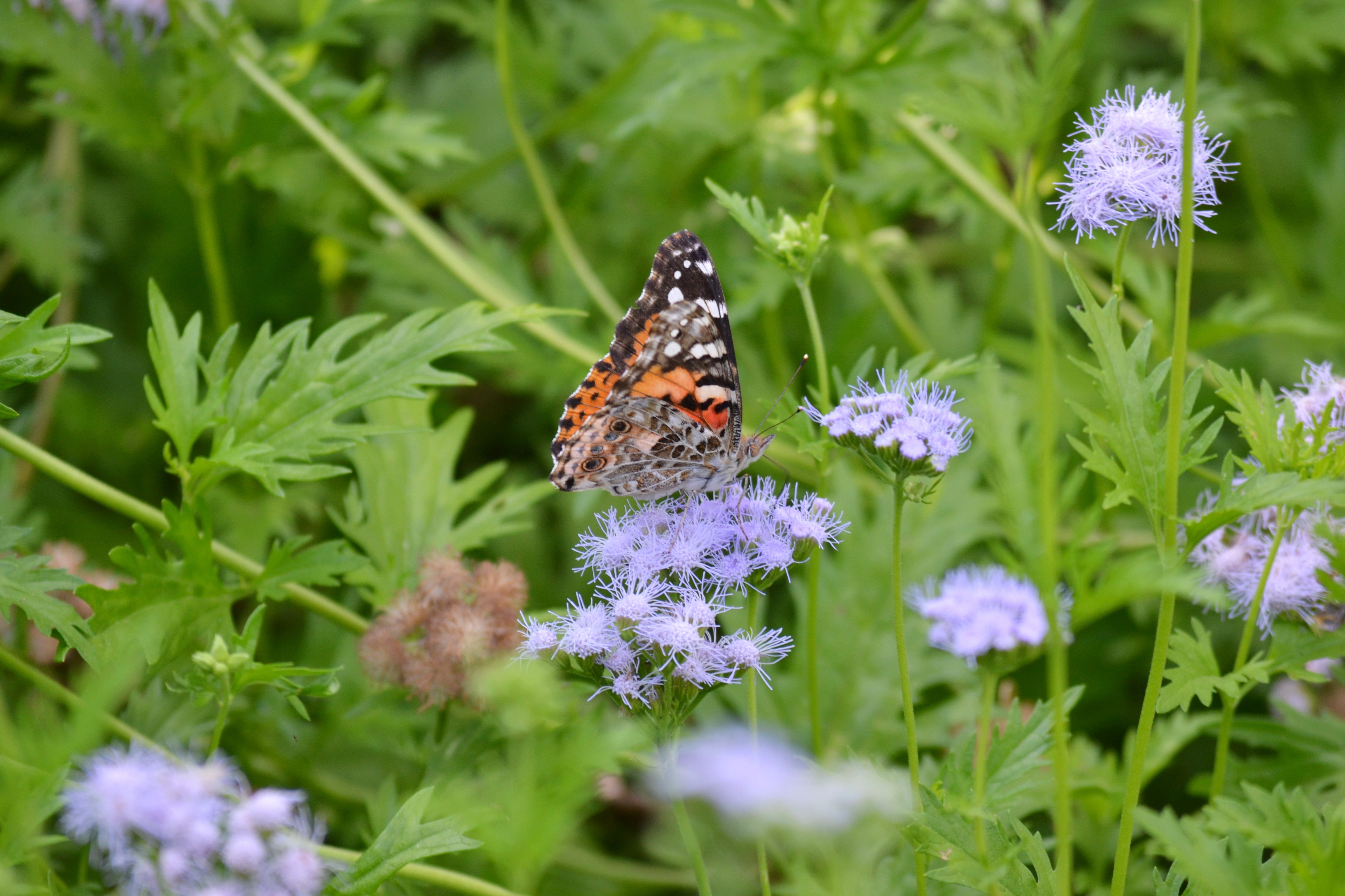 Gregg's Mistflower (Conoclinium greggii)