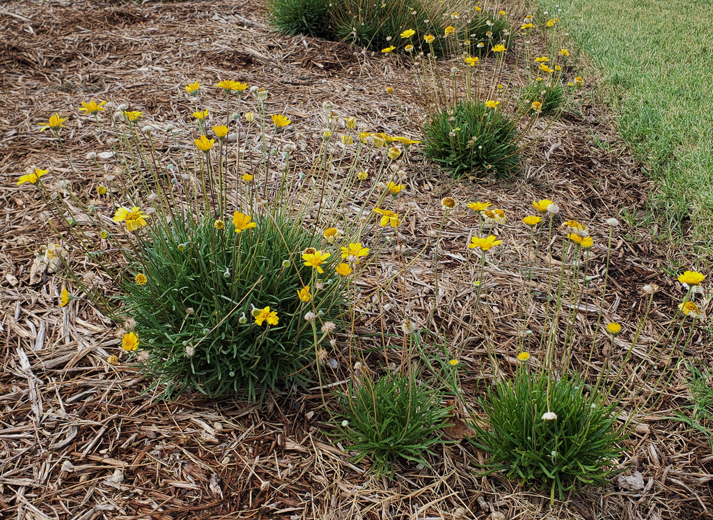 Four-nerve daisy (Tetraneuris scaposa)