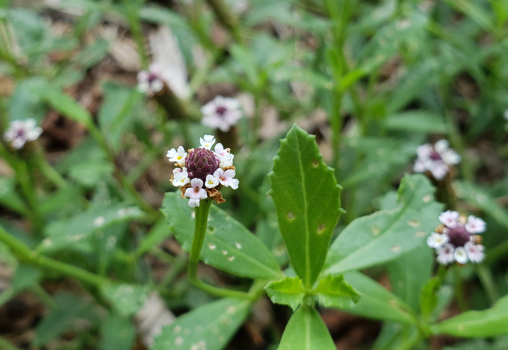 Frogfruit (Phyla nodiflora)