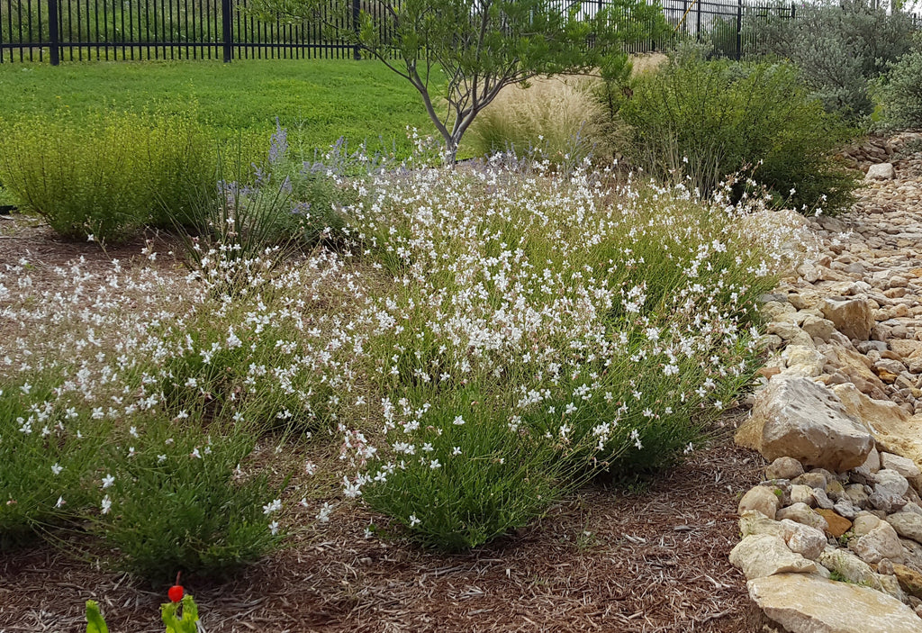 Oenothera lindheimeri 'Belleza White' (Gaura 'Belleza White')