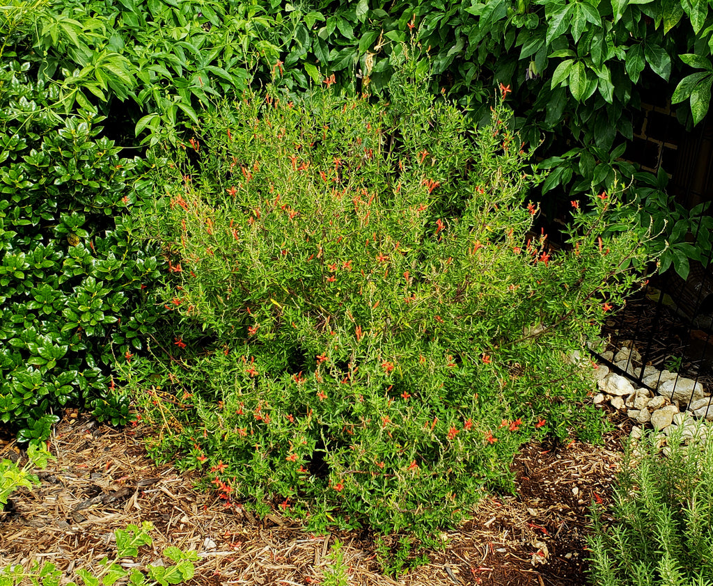 Hummingbird bush (Anisacanthus quadrifidus var. wrightii)