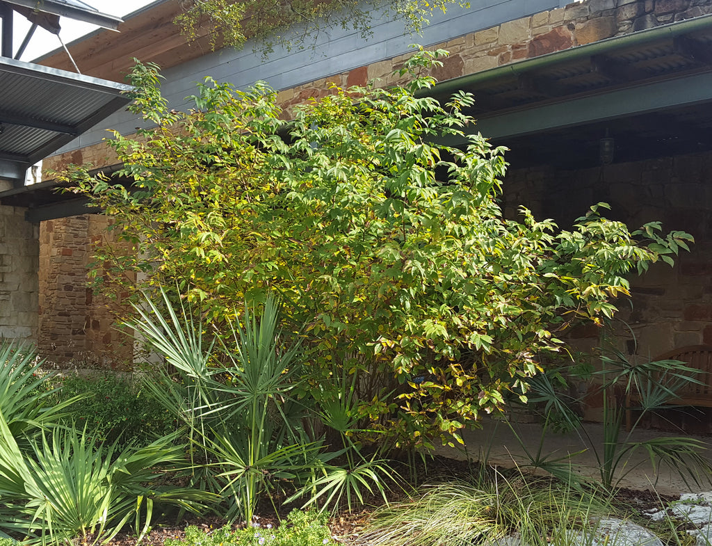 Mexican Buckeye (Ungnadia speciosa)