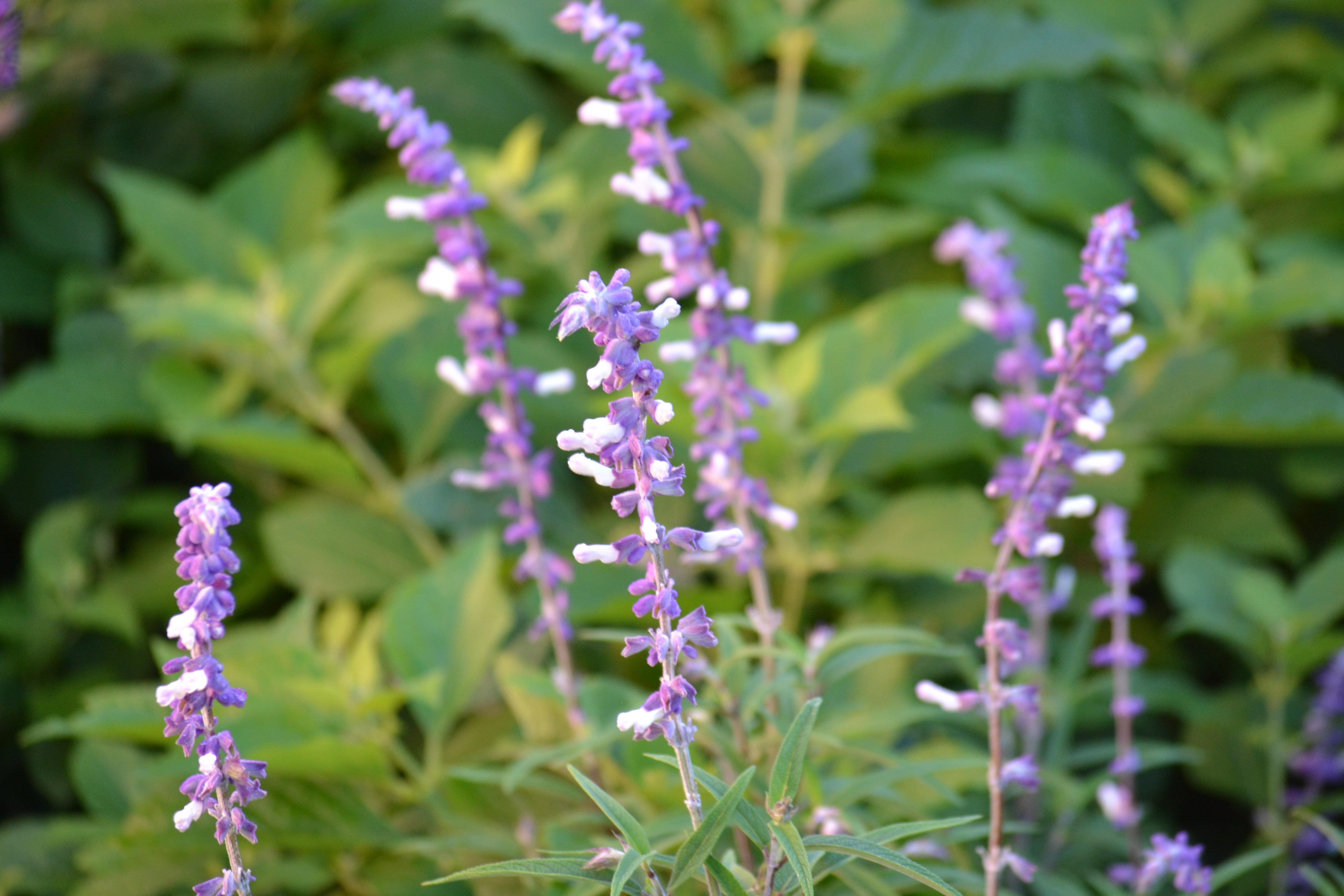 Mexican Bush Sage (Salvia leucantha)