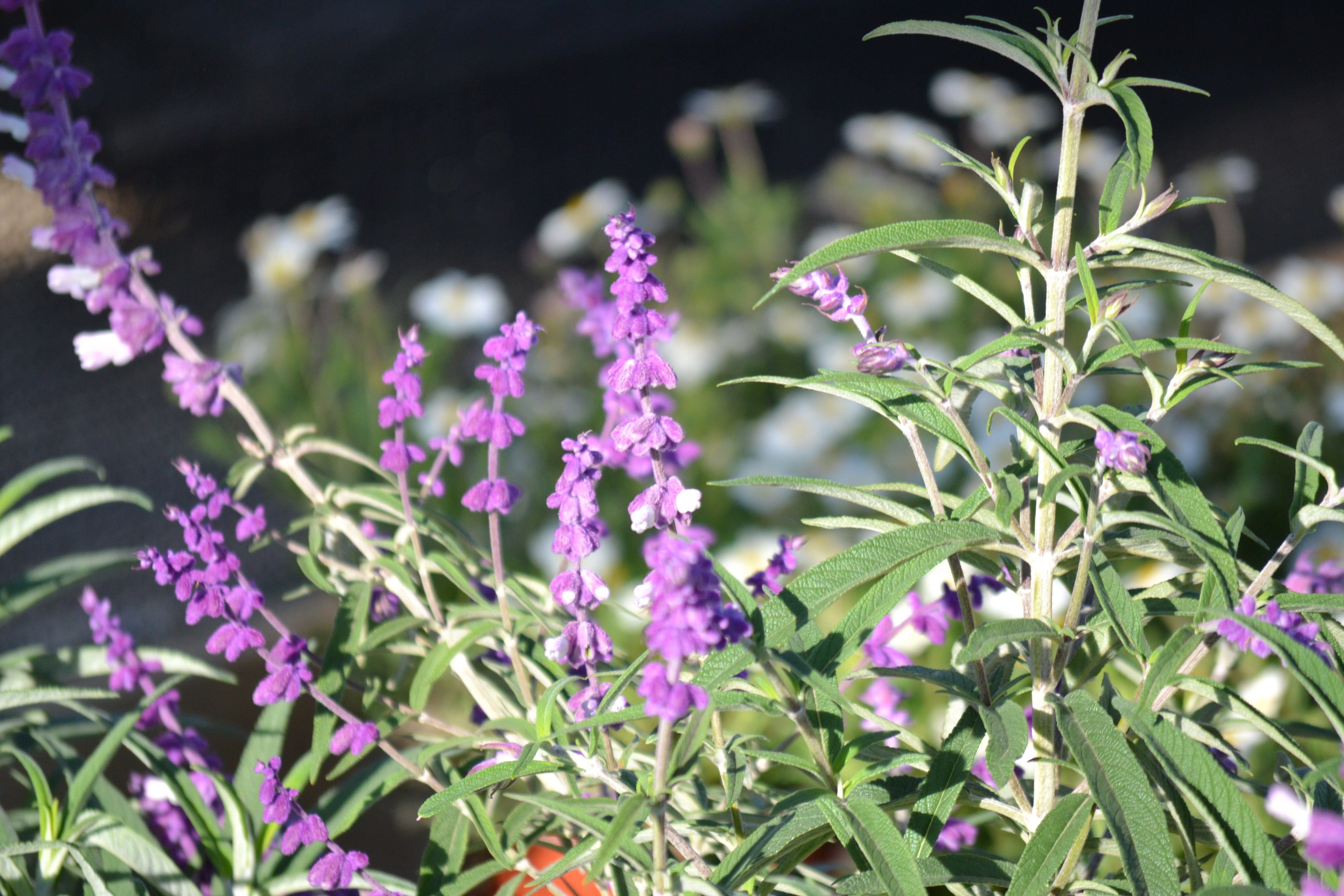 Mexican Bush Sage (Salvia leucantha)