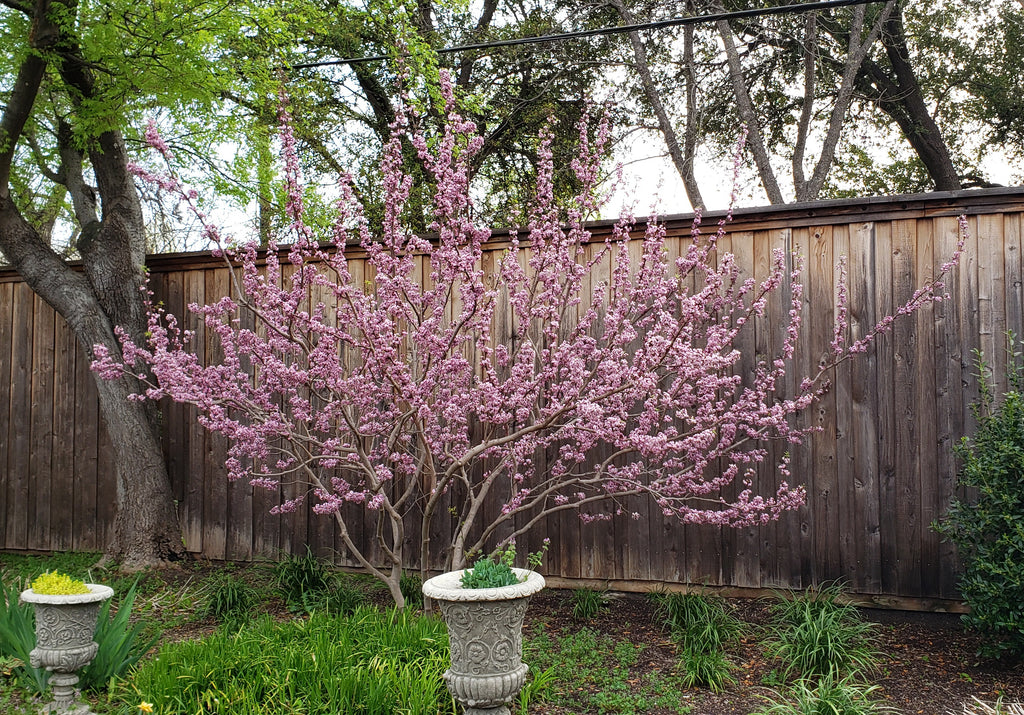 Mexican Buckeye (Ungnadia speciosa)