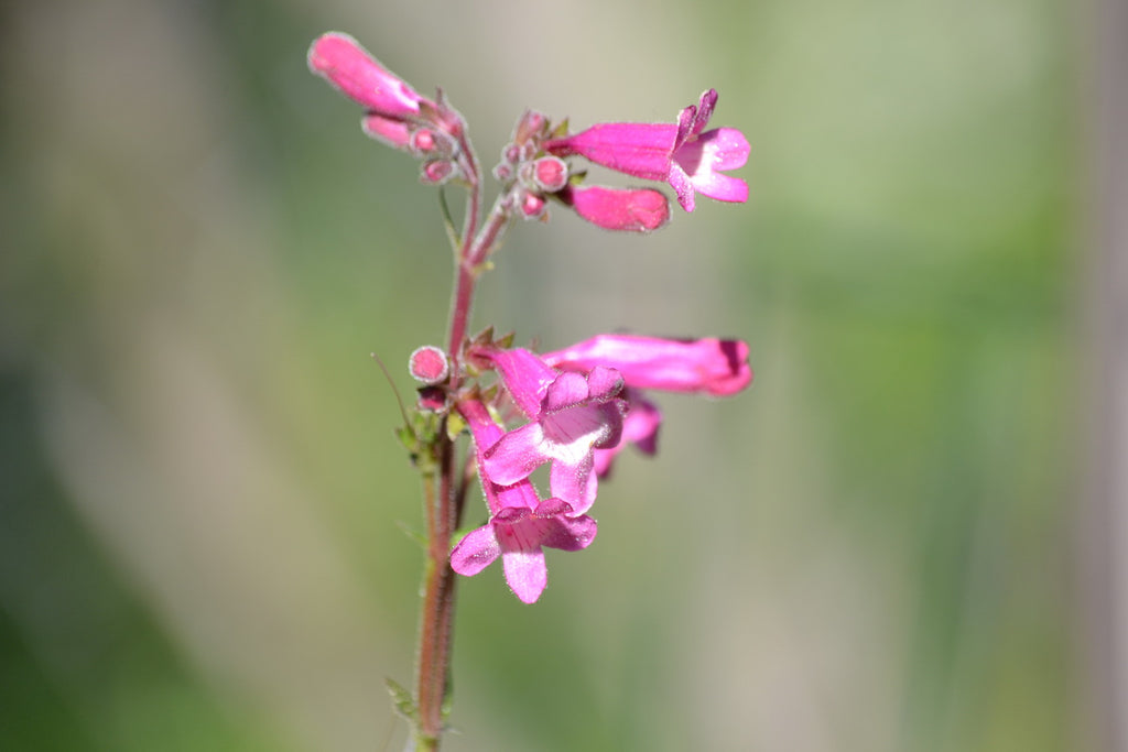 Penstemon triflorus Scarlet penstemon