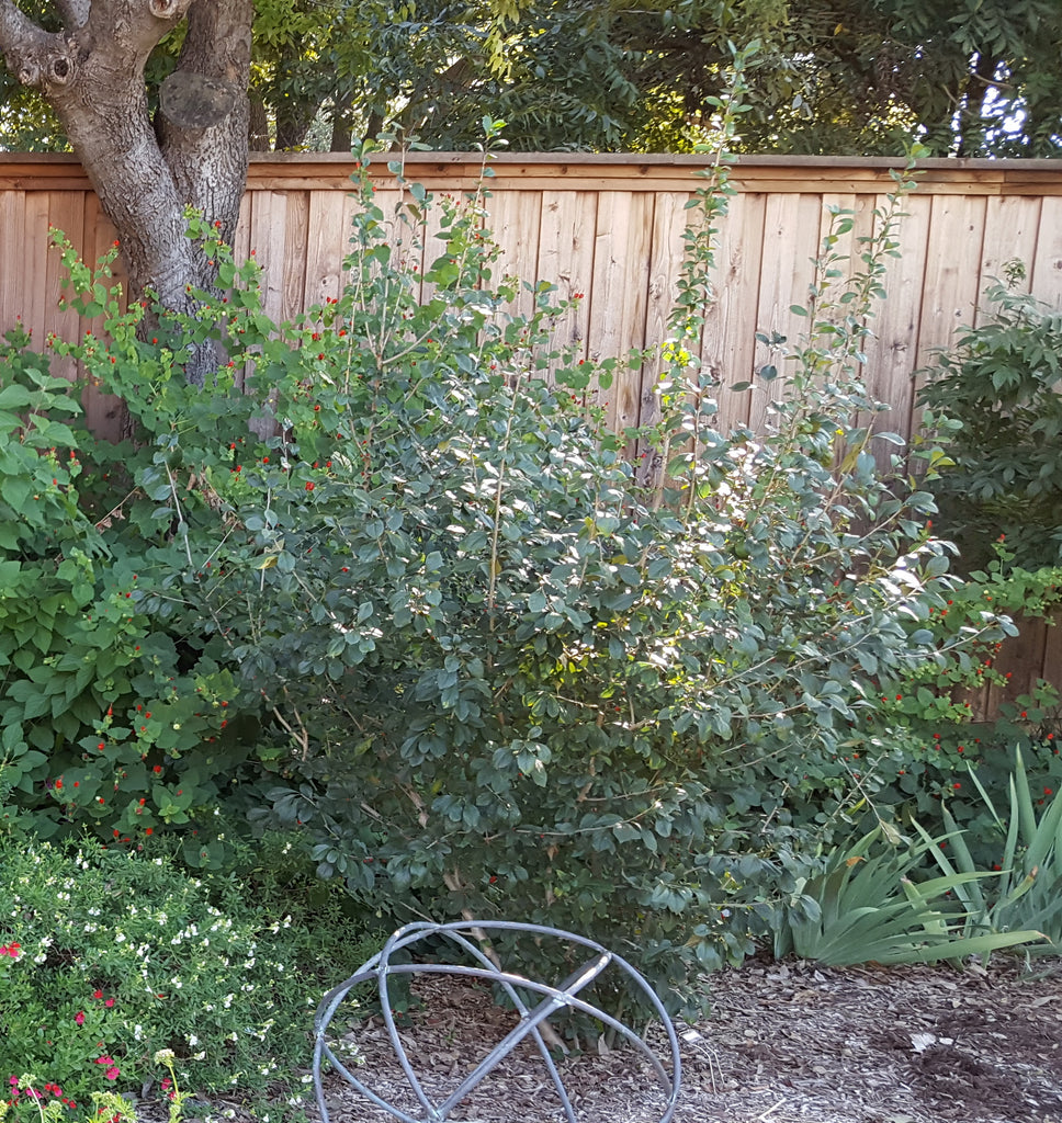 Possumhaw holly (Ilex decidua)