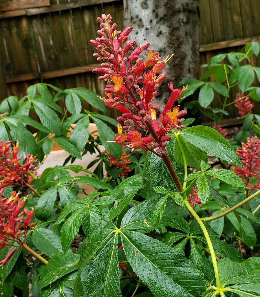 Red Buckeye (Aesculus pavia)