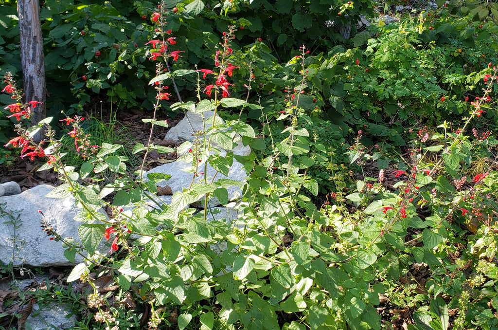 Scarlet Sage (Salvia coccinea)