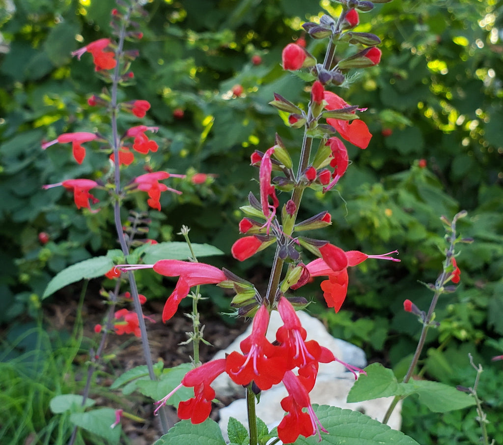 Scarlet Sage (Salvia coccinea)