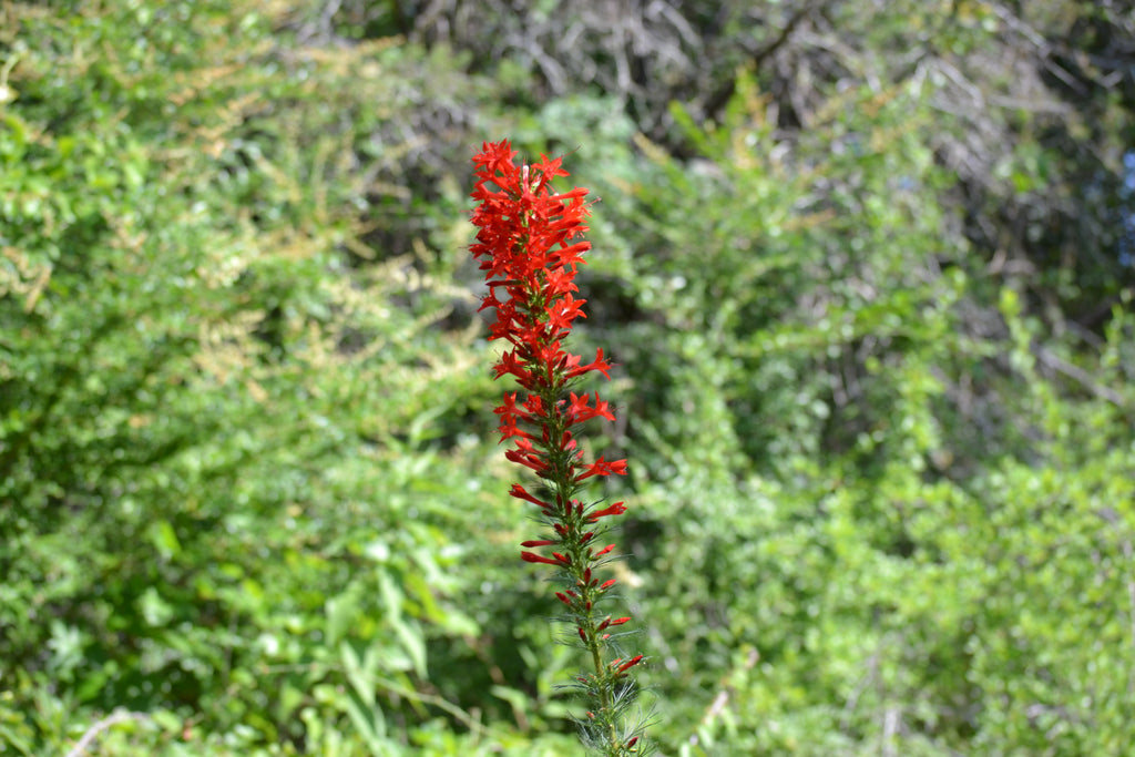 Ipomopsis rubra (Standing Cypress)