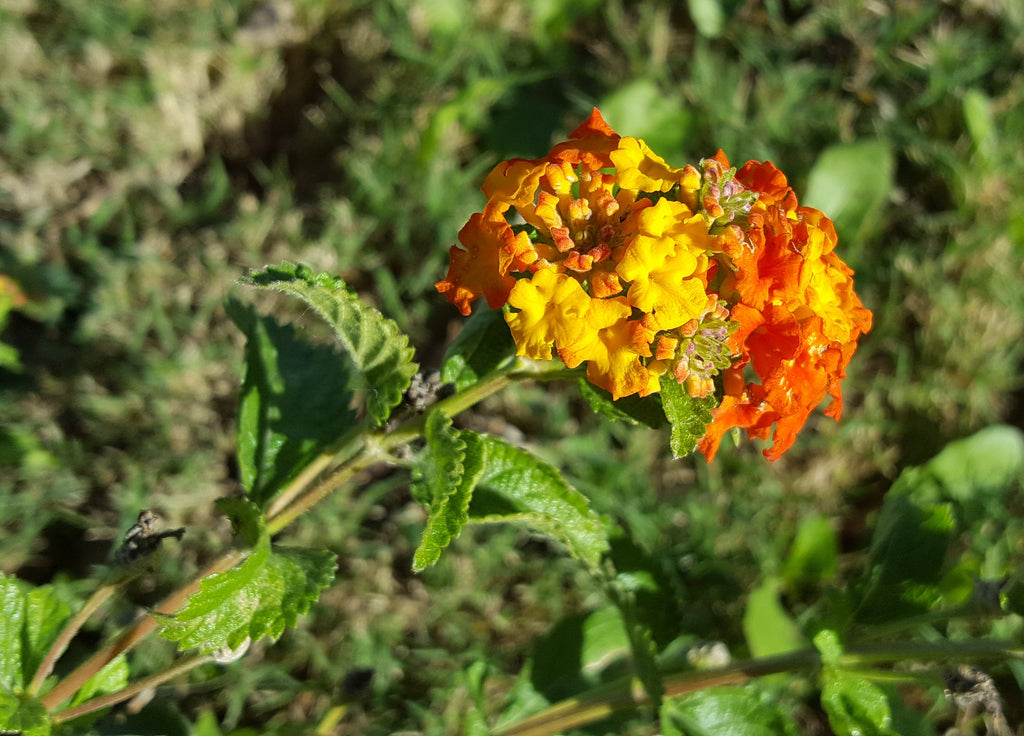 Texas lantana (Lantana urticoides)