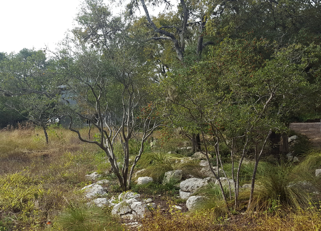 Diospyros texana (Texas Persimmon)