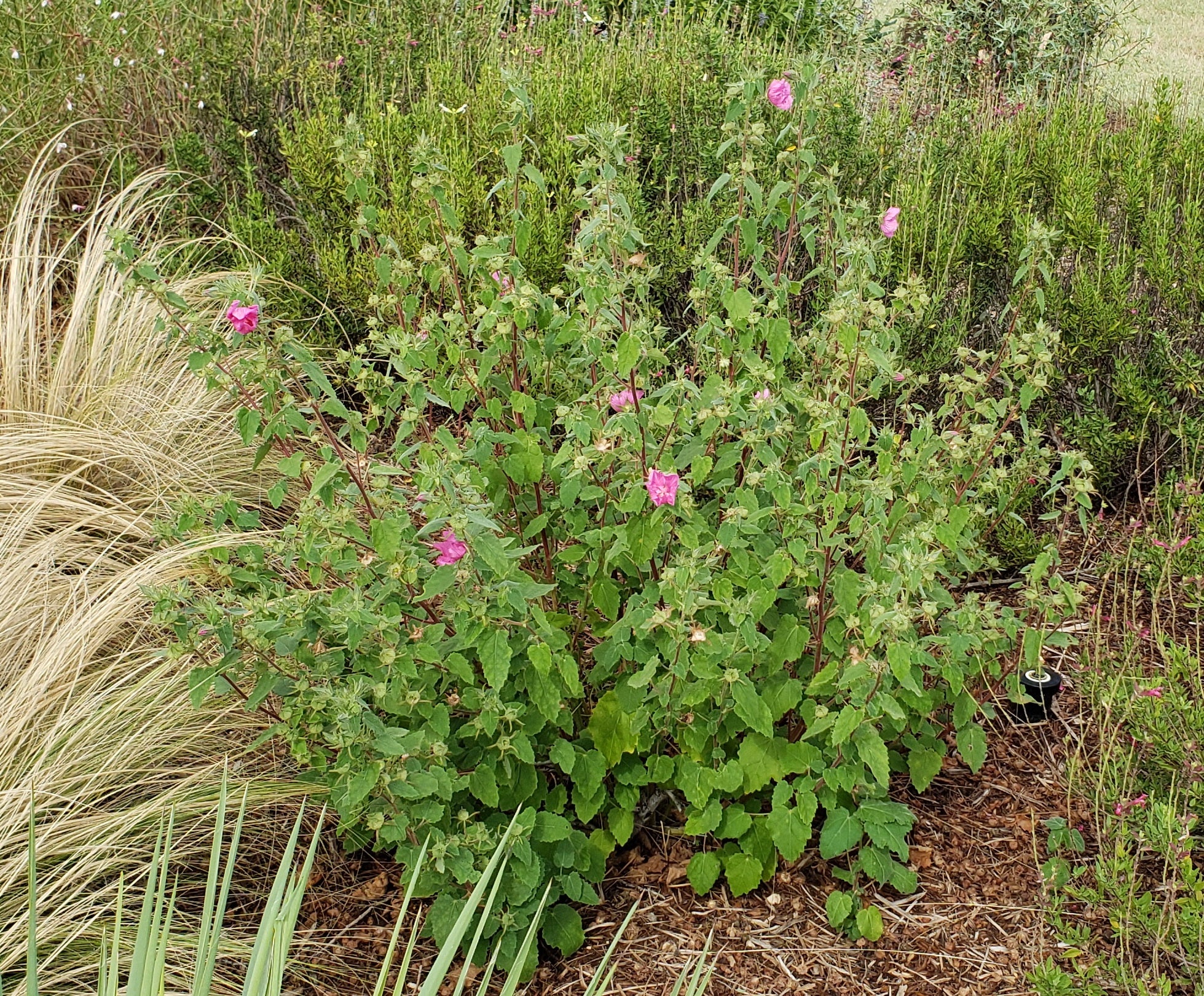 Pavonia lasiopetala (Rock Rose)