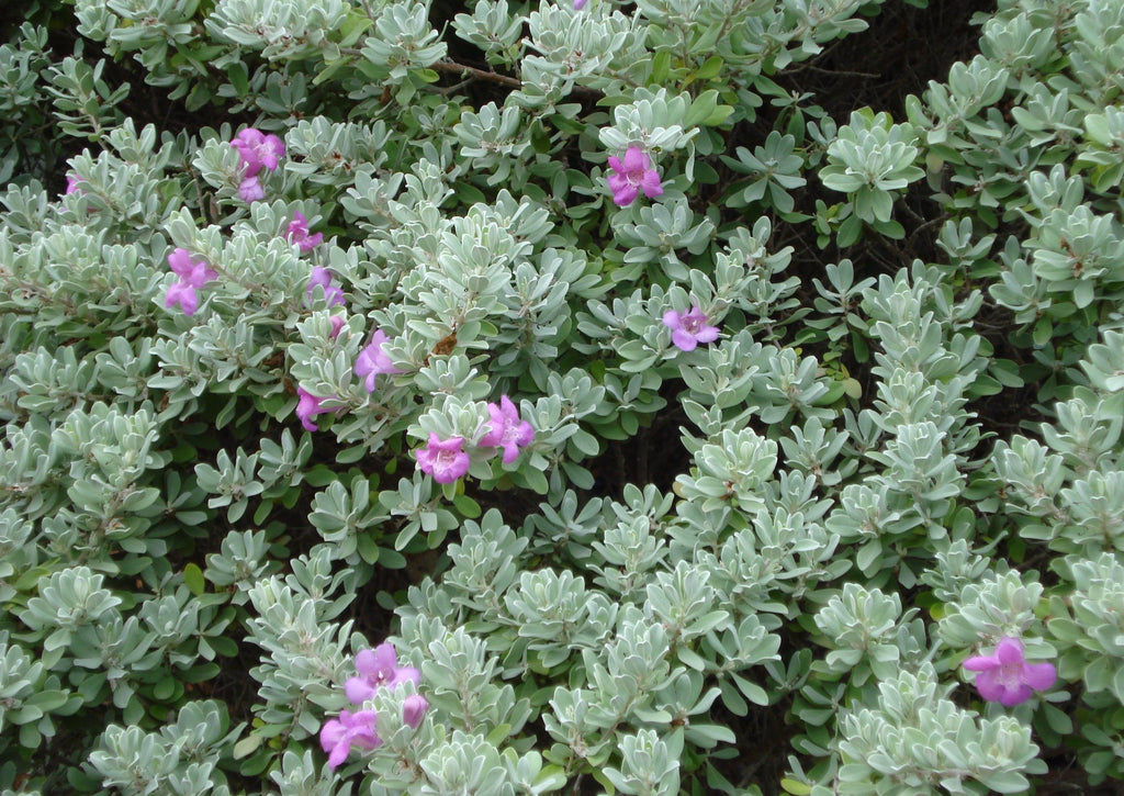 Texas sage (Leucophyllum frutescens)