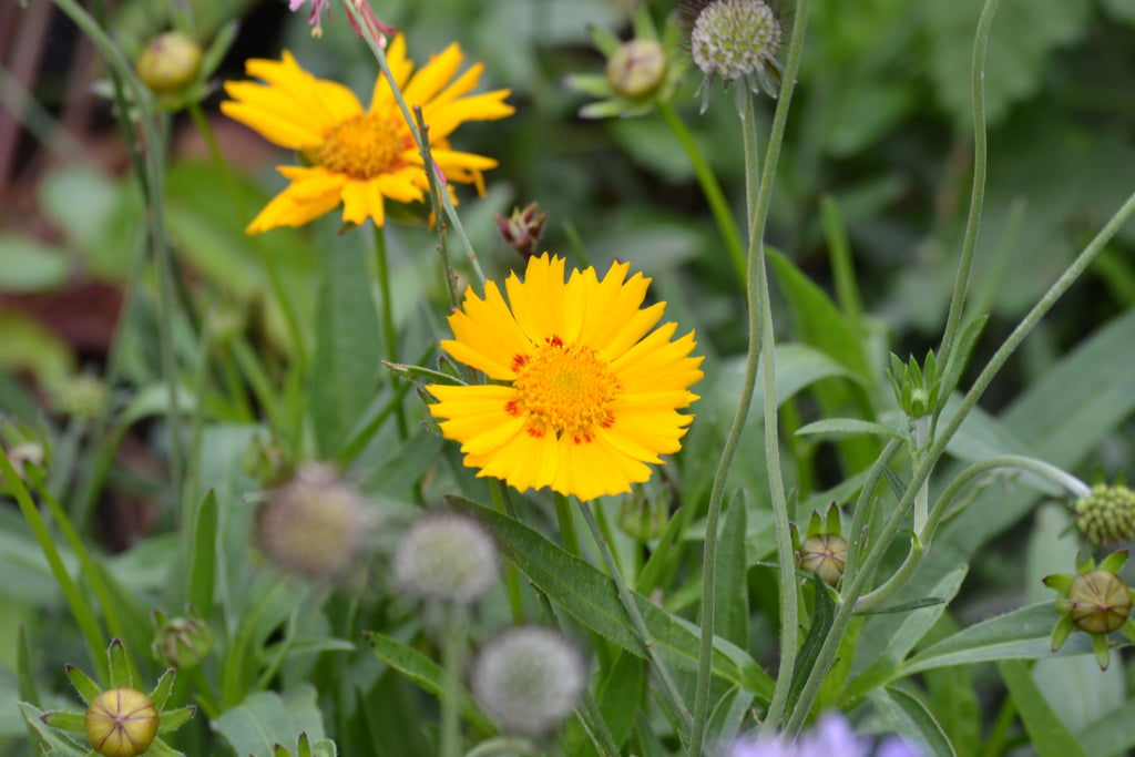 Lanceleaf Coreopsis (Coreopsis lanceolata)