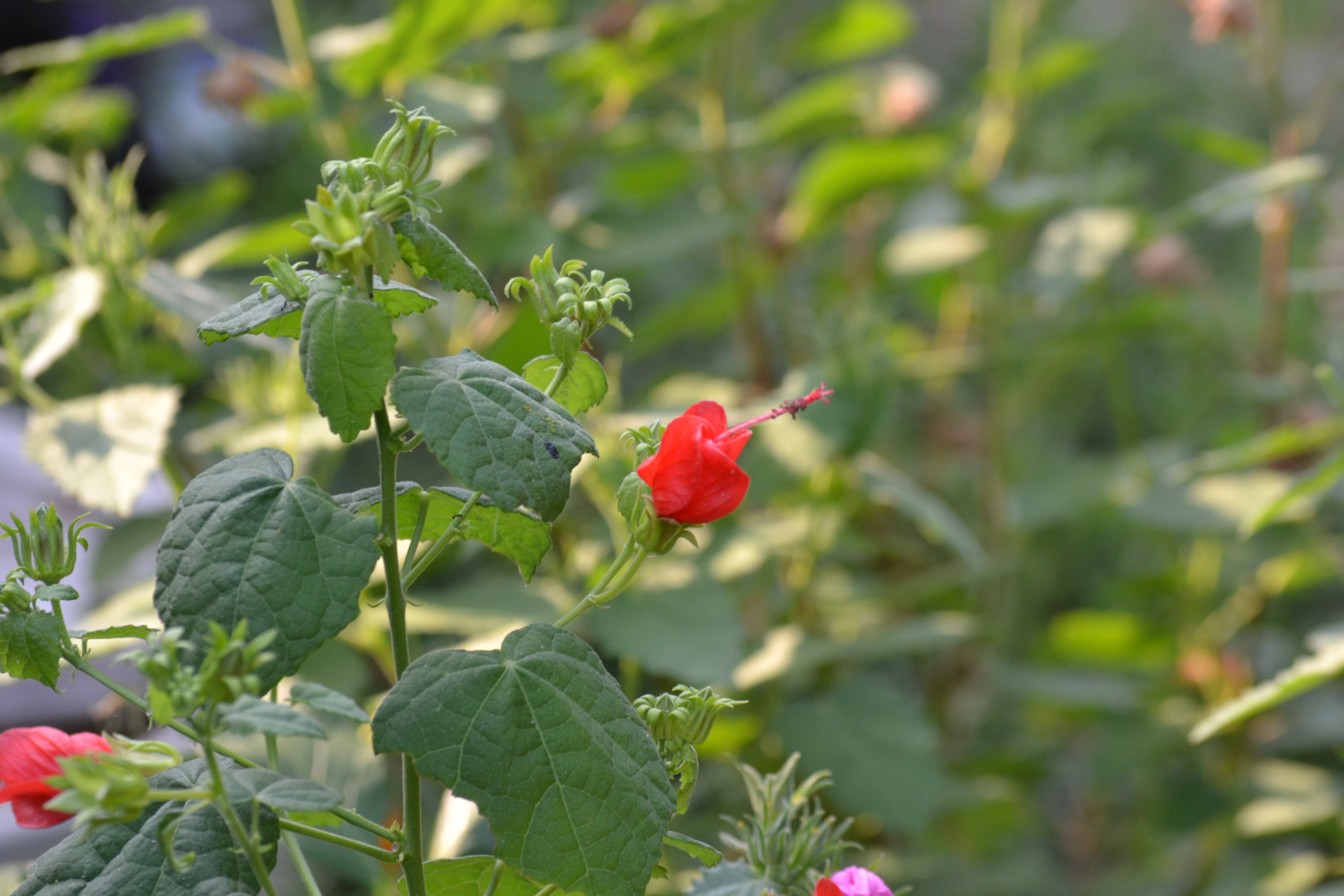 Turk's cap (Malvaviscus arboreus var. drummondii)