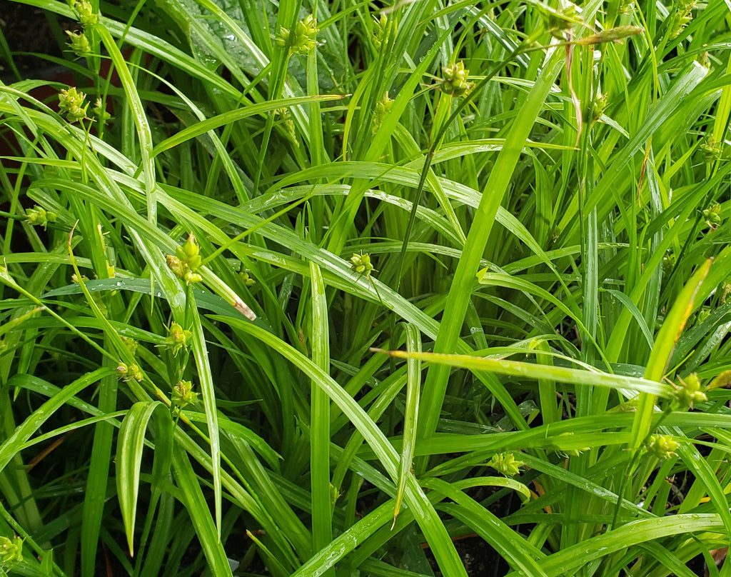 Woodland Sedge (Carex blanda)