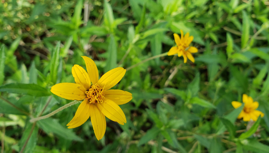 Zexmenia (Zexmenia hispida or Wedelia hispida)