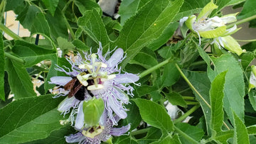 Passiflora incarnata (Purple Passion Flower)