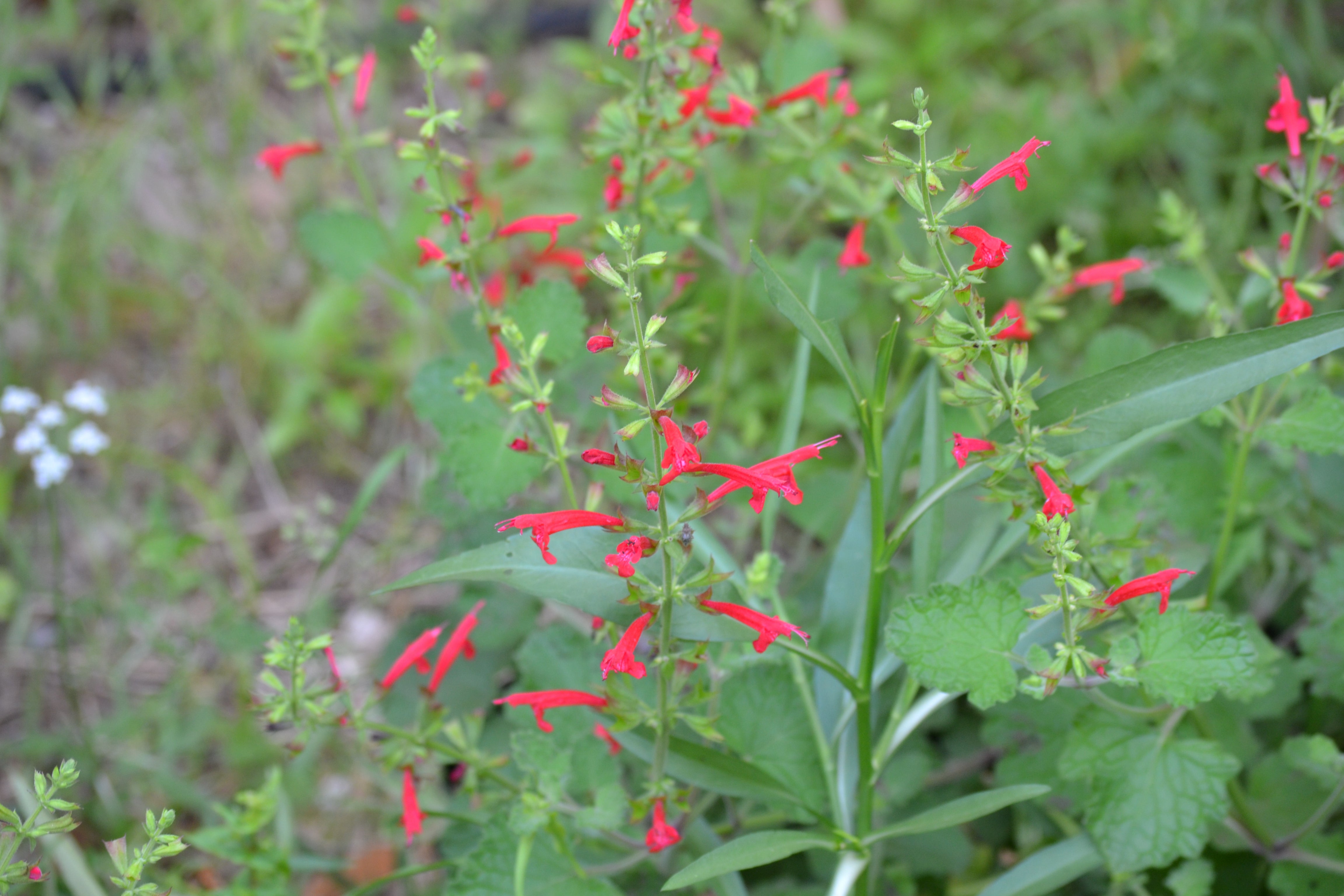 Sage, cedar (Salvia roemeriana)
