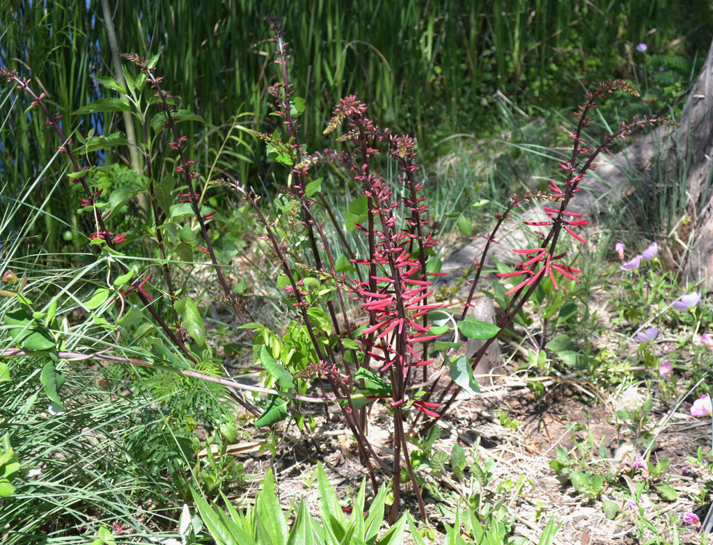 Erythrina herbacea (Coralbean)