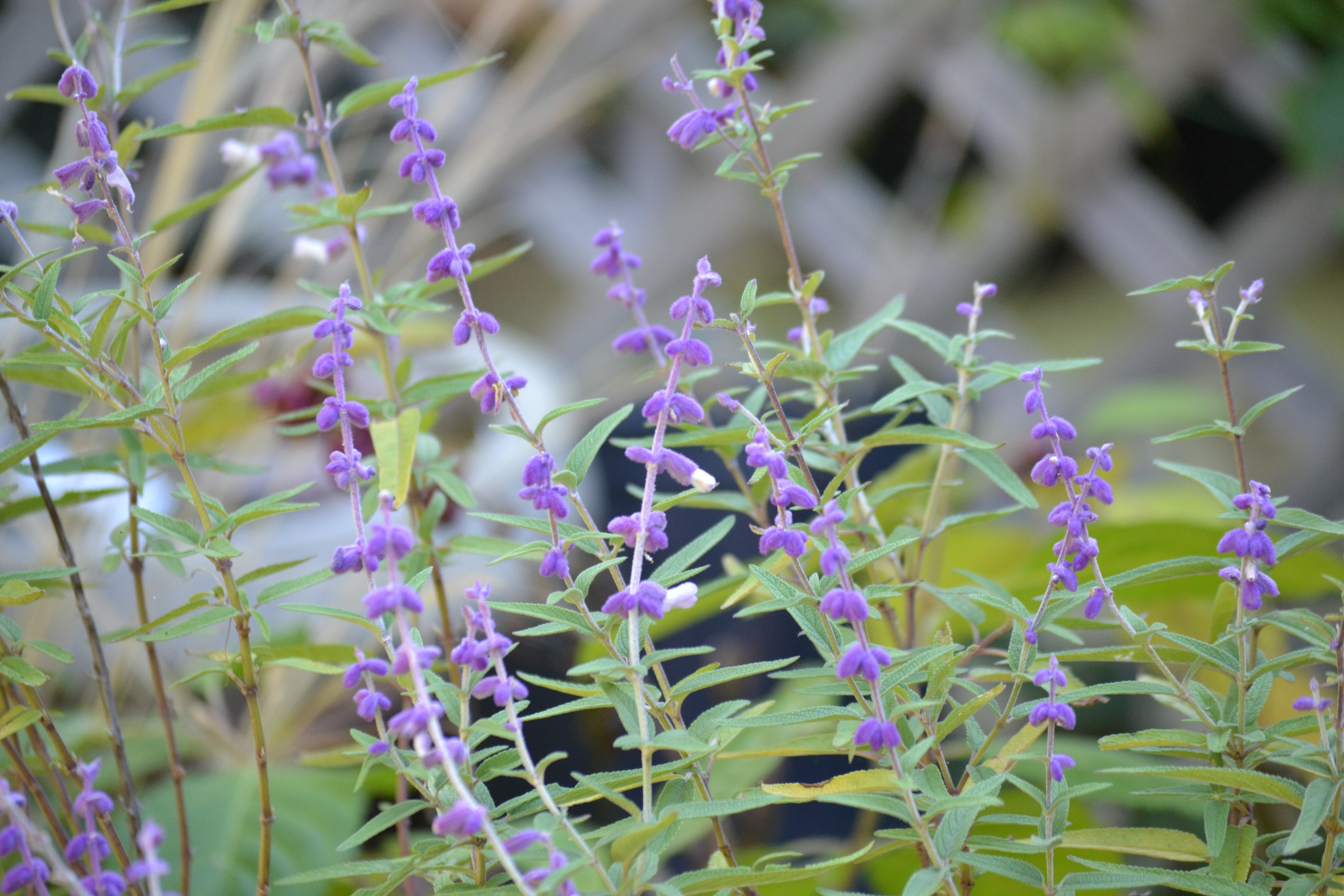 Mexican Bush Sage (Salvia leucantha)