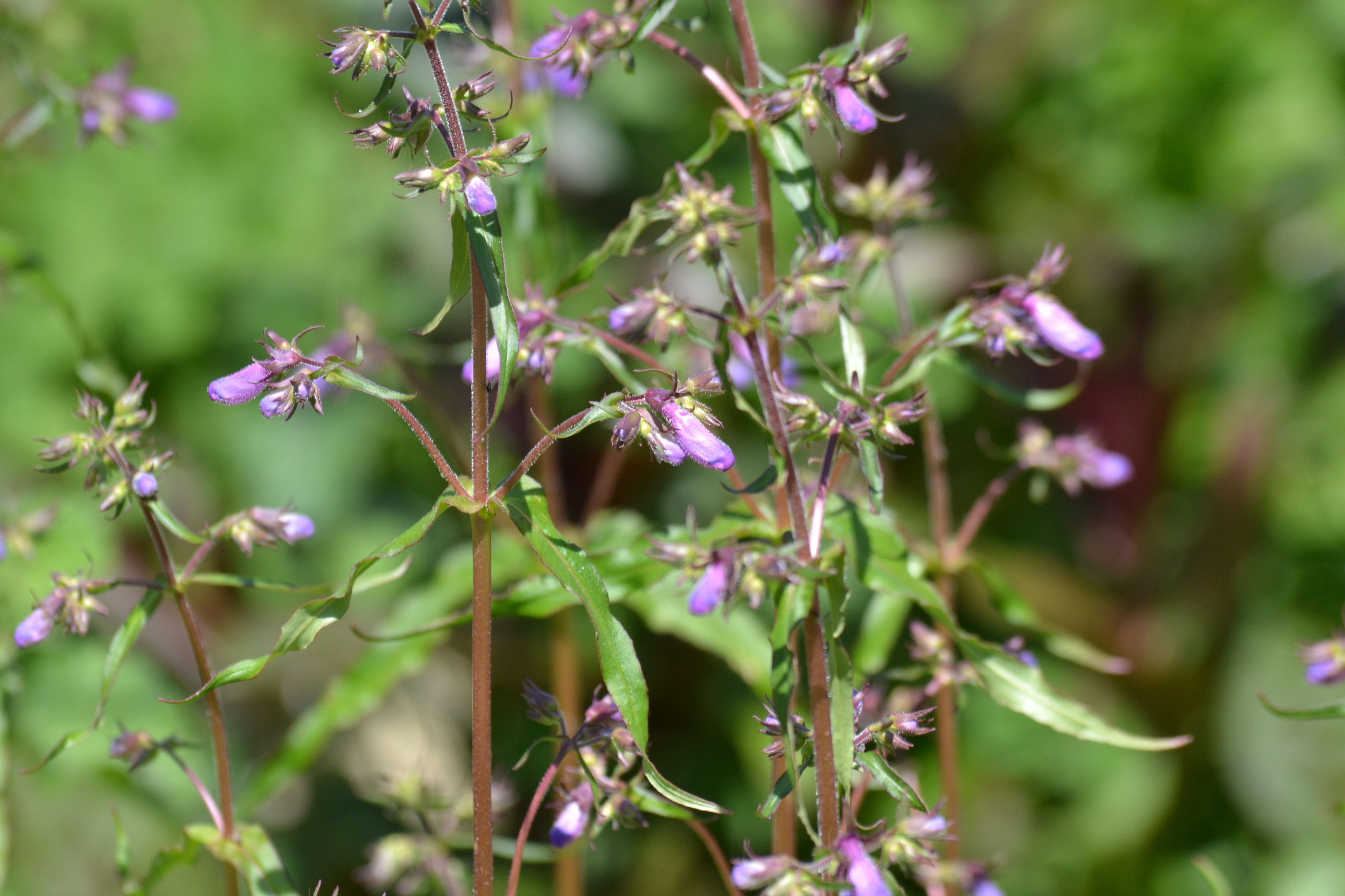 Gulf Coast Penstemon (Penstemon tenuis)