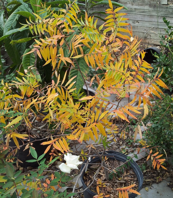 Flameleaf sumac Rhus lanceolata