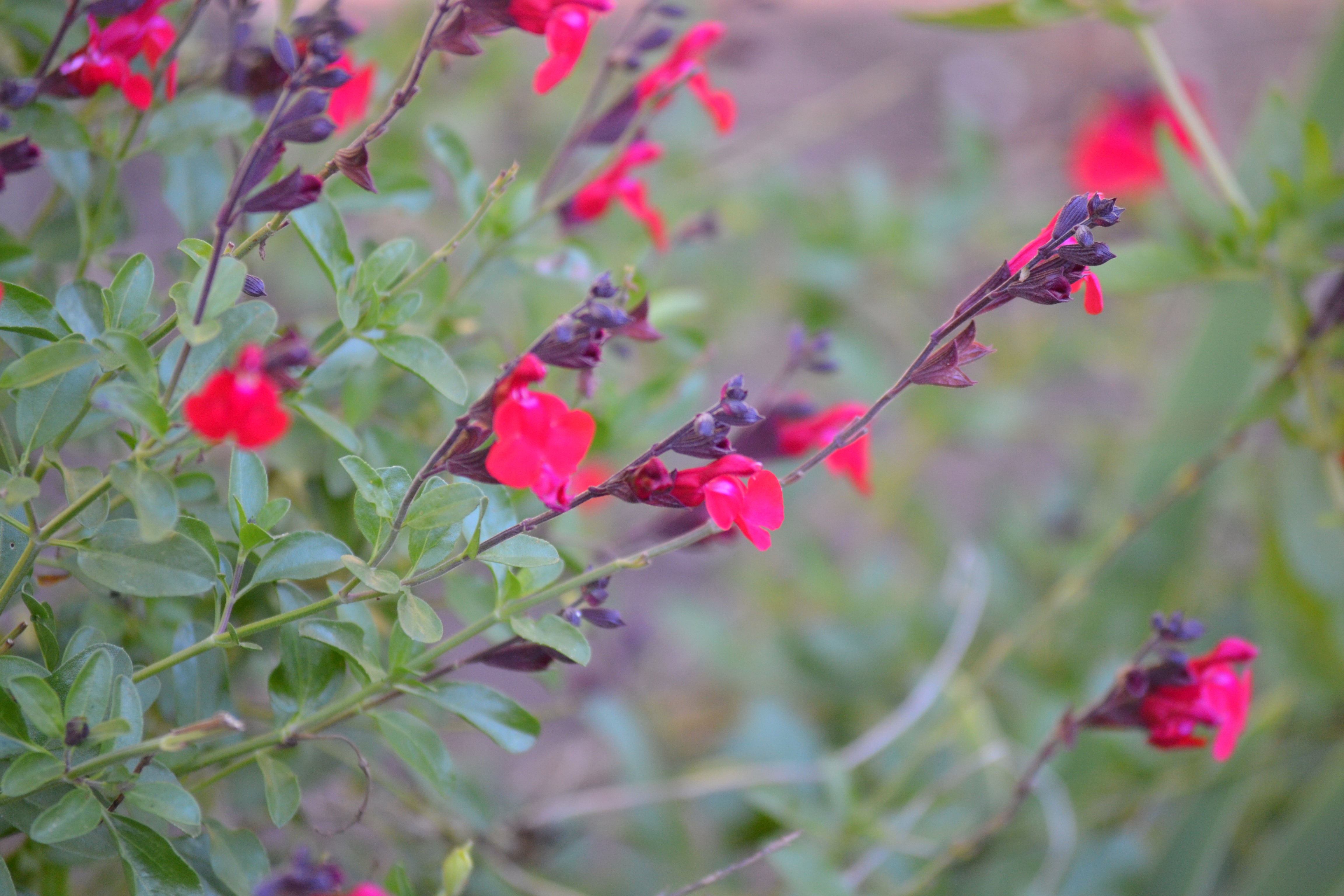 Salvia greggii red (Autumn Sage red)