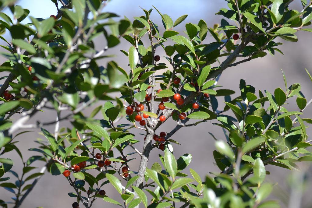 Yaupon holly (Ilex vomitoria)